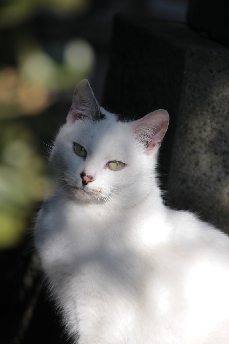 t_t_LLi's tweet photo. 暖を知るは、その地の猫 https://t.co/qMNpIYjSyT