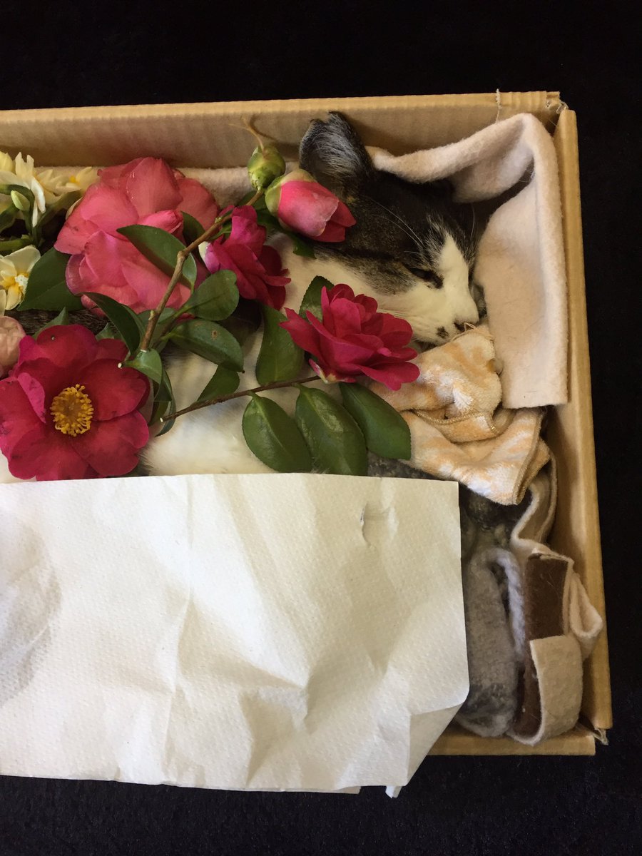 ochakatzen2012's tweet photo. シルちゃん埋葬準備を行っています🌺

昨日、穏やかに眠るシルバーちゃんを納棺し、お花入れを行いました🌺お茶大からの椿と水仙のお花です😸🍃中の者からは、手作りのアンクレットを贈りました🍵まだ埋葬のめどが立たず、冷凍保存状態です。もしかすると拙宅の庭になるかもしれませんが…(^^; https://t.co/nNEKLsv42k