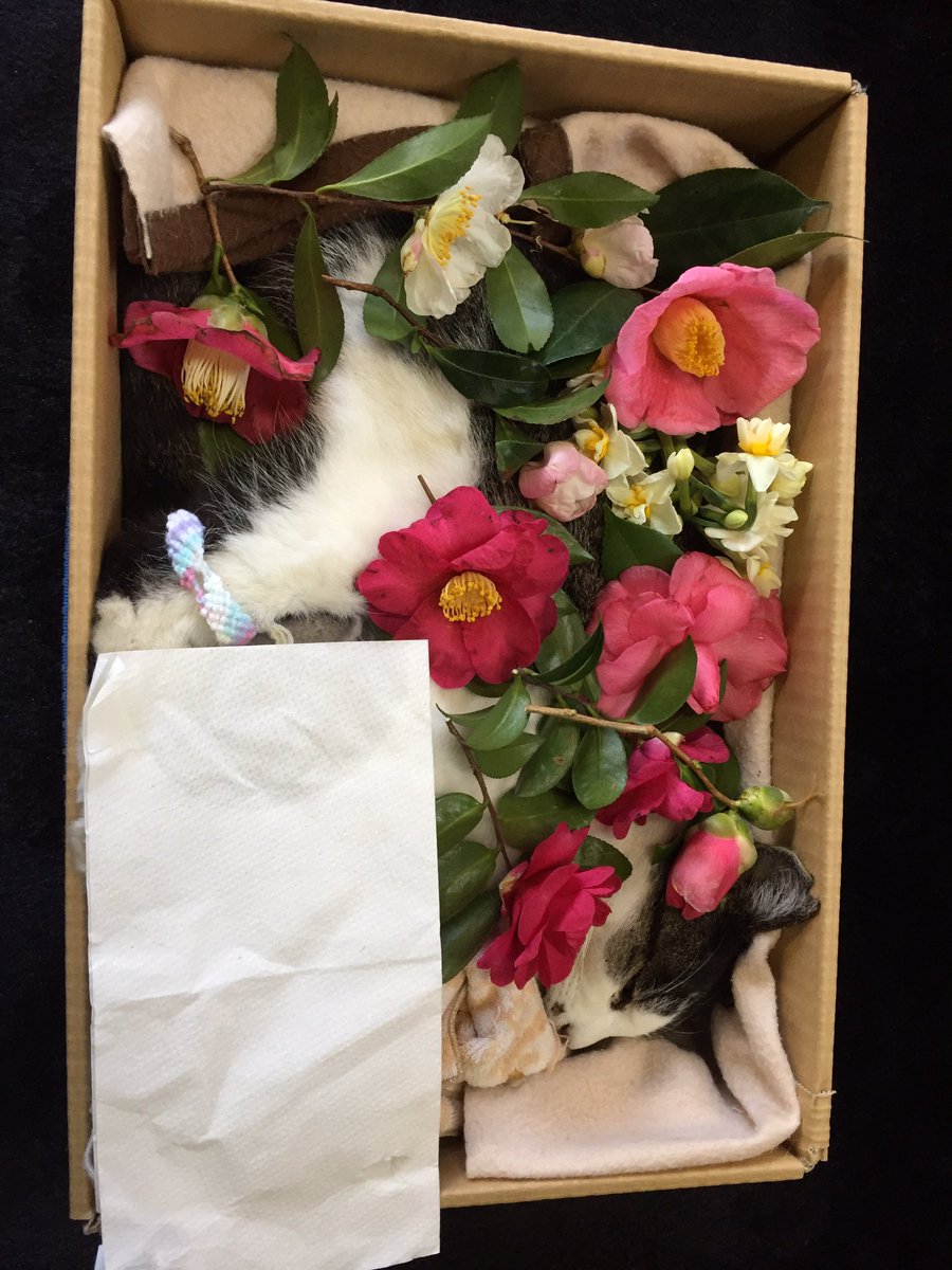 ochakatzen2012's tweet photo. シルちゃん埋葬準備を行っています🌺

昨日、穏やかに眠るシルバーちゃんを納棺し、お花入れを行いました🌺お茶大からの椿と水仙のお花です😸🍃中の者からは、手作りのアンクレットを贈りました🍵まだ埋葬のめどが立たず、冷凍保存状態です。もしかすると拙宅の庭になるかもしれませんが…(^^; https://t.co/nNEKLsv42k