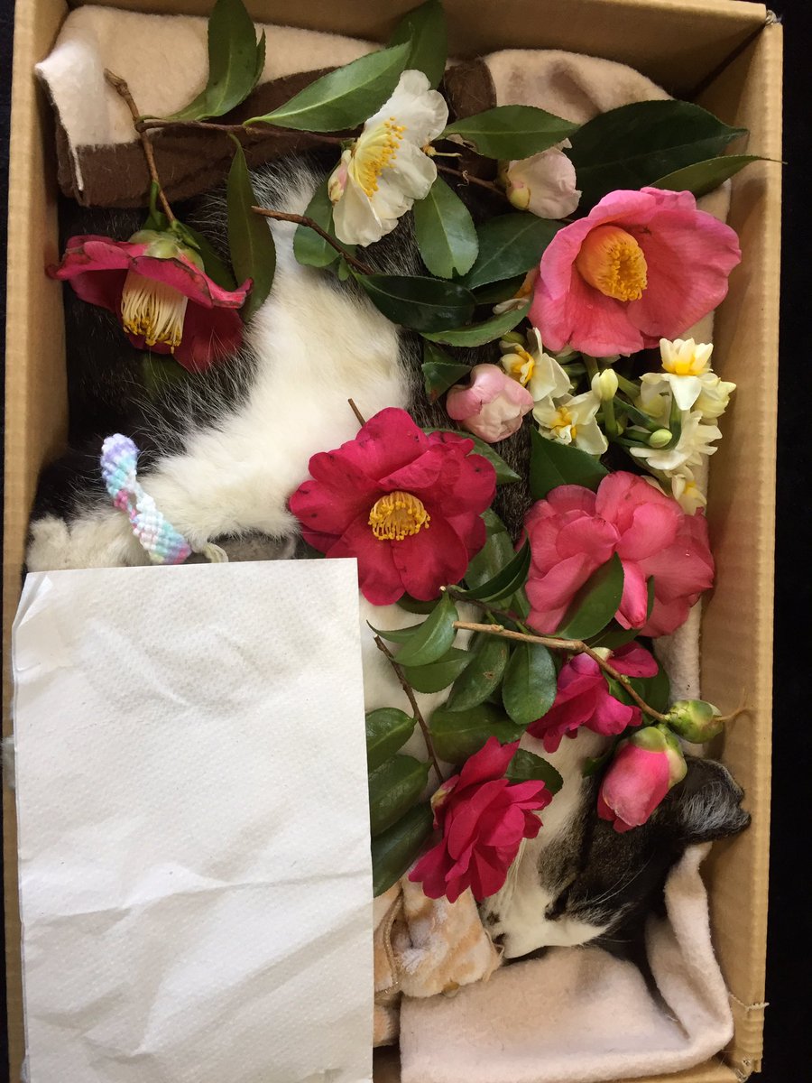 ochakatzen2012's tweet photo. シルちゃん埋葬準備を行っています🌺

昨日、穏やかに眠るシルバーちゃんを納棺し、お花入れを行いました🌺お茶大からの椿と水仙のお花です😸🍃中の者からは、手作りのアンクレットを贈りました🍵まだ埋葬のめどが立たず、冷凍保存状態です。もしかすると拙宅の庭になるかもしれませんが…(^^; https://t.co/nNEKLsv42k