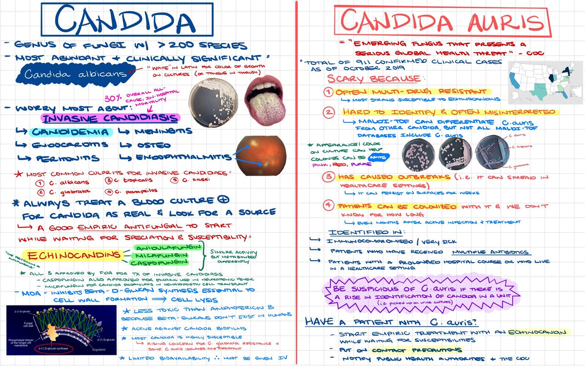 It’s #FungalFriday! I have been hearing whisperings of an emerging multidrug resistant fungus, Candida auris, so I decided it was time for me to learn more about it (plus I needed a refresher on Candida in general). Happy weekend! #q24MedMoment #IDtwitter