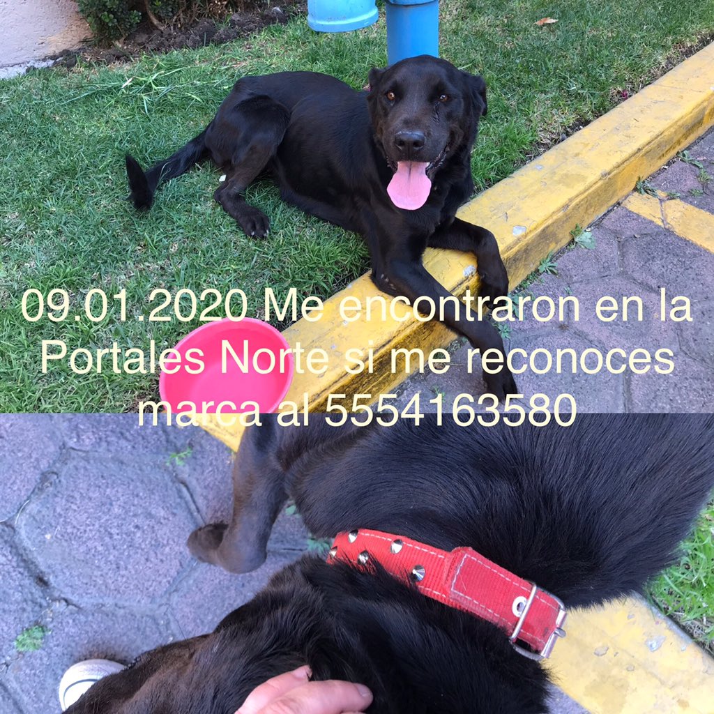 lawera33's tweet photo. RT y ayúdanos a localizar a su familia.

🆘♀️ #Encontrada perrita negra tipo #Labrador #Golden con collar rojo.

📍Calle Bélgica Col. Portales #CDMX @LaMotoKross 

🐾#LaWera33 #PerrosEncontrados
@antymob https://t.co/YmPcrtlWk4