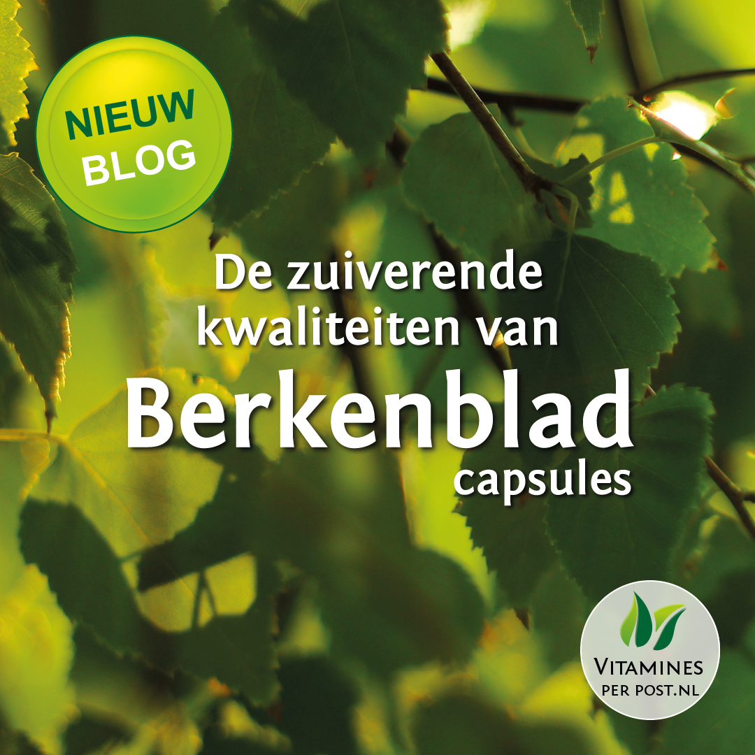 Vitaminesperpost.nl Twitter: "Nieuw blog! 📚 Berkenblad ondersteunt onder de werking van de lever*. Lees ons blog op: https://t.co/tXJrekvTmr *Deze gezondheidsclaims in evaluatie bij de EFSA. #berk #berkenblad #zuiverend #betula #