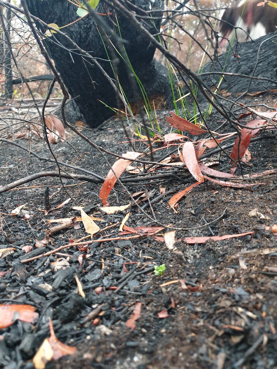 Prof_TurtleAU's tweet photo. Out of the destruction, emerges life
#justaddwater
#primarysuccession #AustralianBushfireDisaster #BushFireCrisisAustralia #AustraliaBurning
#bluemountainsfires https://t.co/Jz56ZEJOym