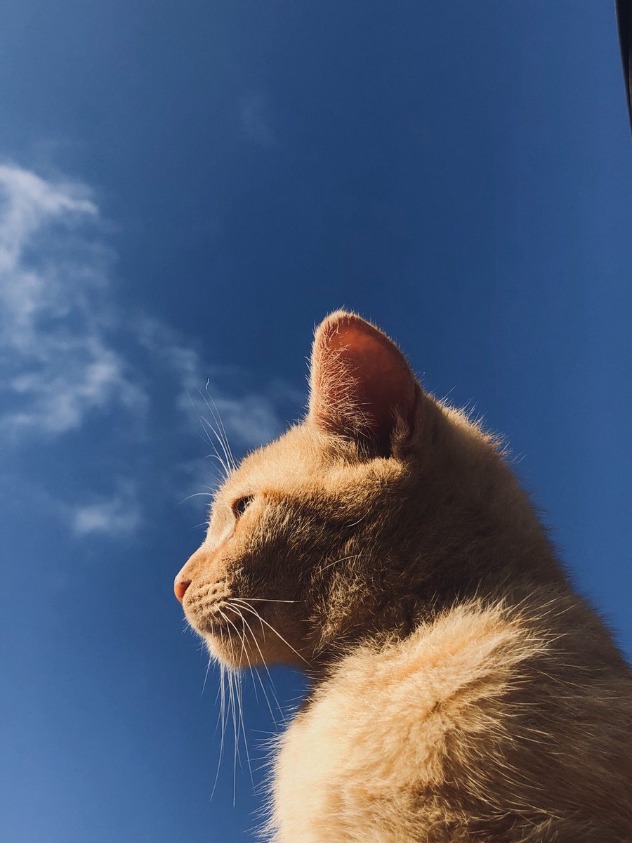 cyredtf's tweet photo. #SimbaCat https://t.co/gKQTqv5ph2