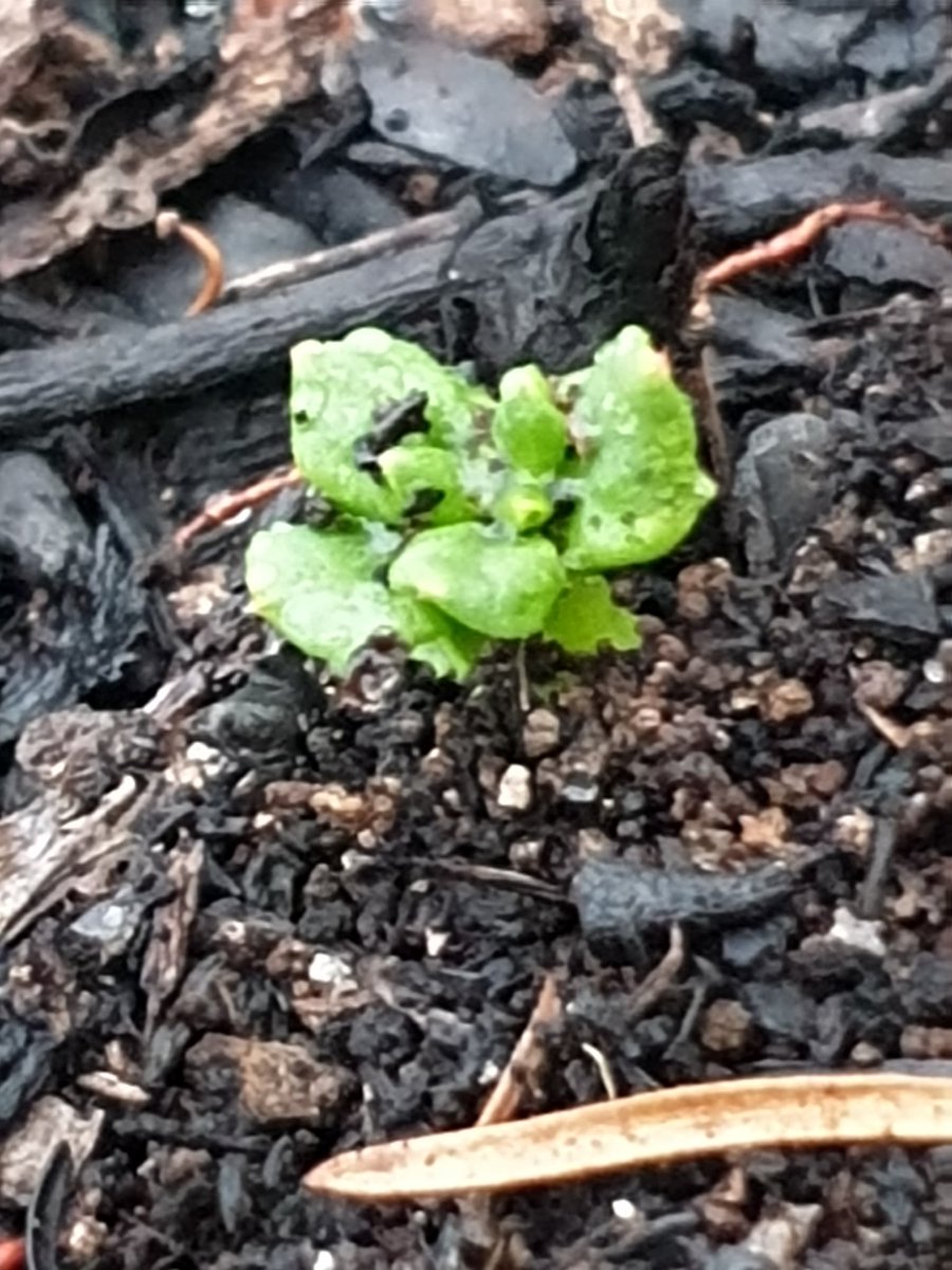 Prof_TurtleAU's tweet photo. Out of the destruction, emerges life
#justaddwater
#primarysuccession #AustralianBushfireDisaster #BushFireCrisisAustralia #AustraliaBurning
#bluemountainsfires https://t.co/Jz56ZEJOym