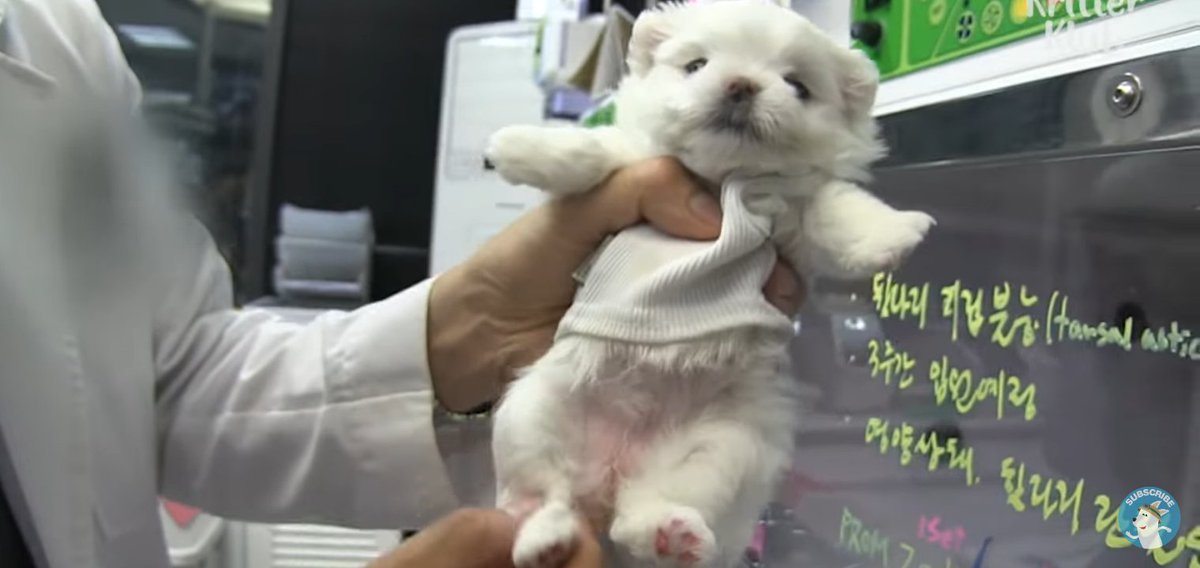 gdybmayy's tweet photo. น้องโดนจับใส่ถุงดำมัดอย่างแน่นแล้วทิ้งในขยะอะ ดีที่คนไปเจอน้องแล้วช่วยน้องไว้ดูหน้าน้องดิ แม่งๆๆ ทิ้งลงได้ไงแถมยังเด็กอยู่เลย แล้วน้องขาหลังเจ็บเดินไม่ได้ ดีที่ค่อยๆรักษาเลยเดินได้ 😭 https://t.co/oWCcb1jxTE