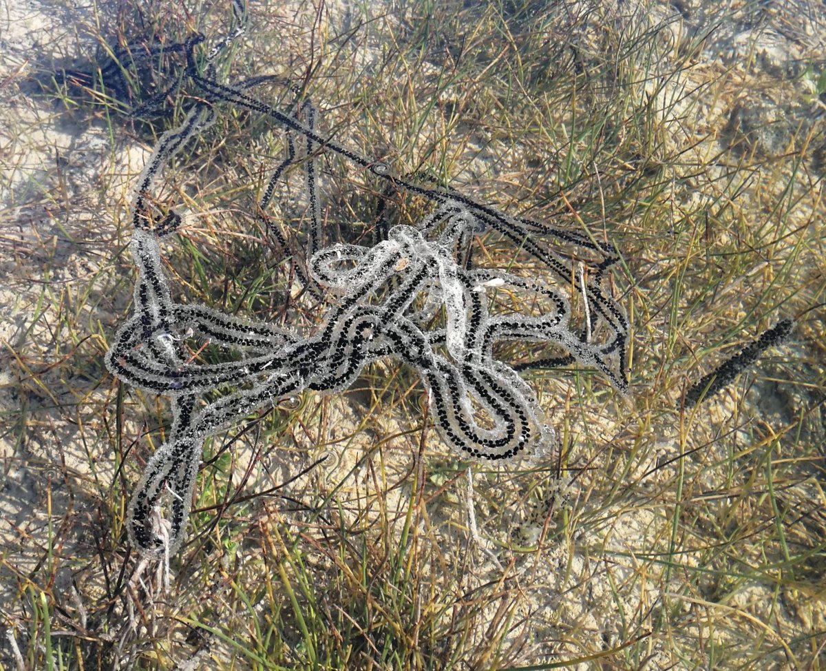 Las joyas de la naturaleza: puestas de sapo comun y sapillo moteado.