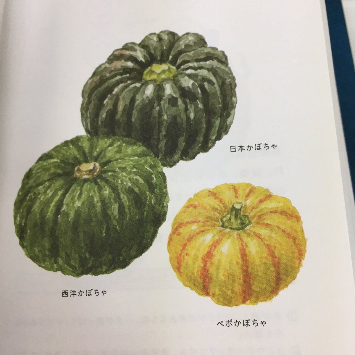雷鳥社 No Twitter 菜の辞典 に載っている野菜 かぼちゃ 日本かぼちゃ 西洋かぼちゃ ぺポかぼちゃ イラストで見るとどれもかわいいのに かぼちゃは頑丈に出来ています 皮が硬いので電子レンジで2 3分加熱してから切ると良い 本文より だそう これなら