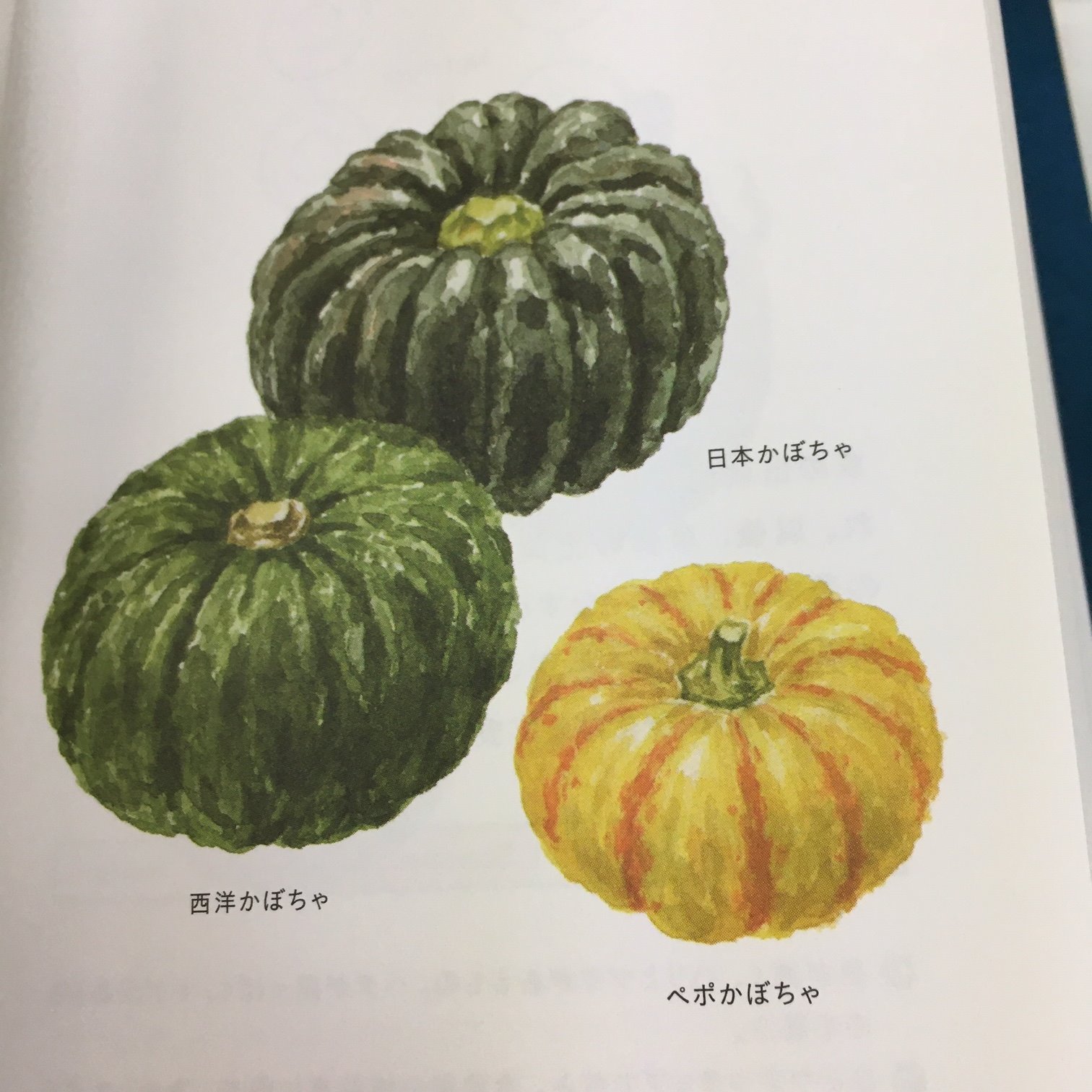 雷鳥社 菜の辞典 に載っている野菜 かぼちゃ 日本かぼちゃ 西洋かぼちゃ ぺポかぼちゃ イラストで見るとどれもかわいいのに かぼちゃは頑丈に出来ています 皮が硬いので電子レンジで2 3分加熱してから切ると良い 本文より だそう これなら