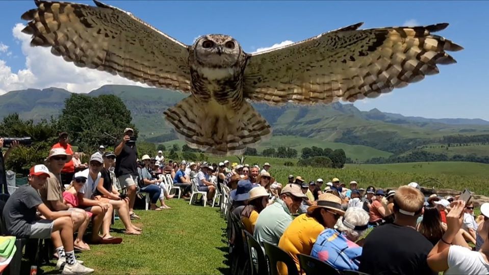 amacasacottages's tweet photo. The Bird Show at Falcon Ridge is a must do in our area!Book your stay with us at https://t.co/M3Vr4CWsVY and enjoy the best of the berg, from our location.
#amacasacottages #travelkzn #centraldrakensberg #adventuretourism #ecotourism #SouthAfrica https://t.co/CdZdYr0Pu4