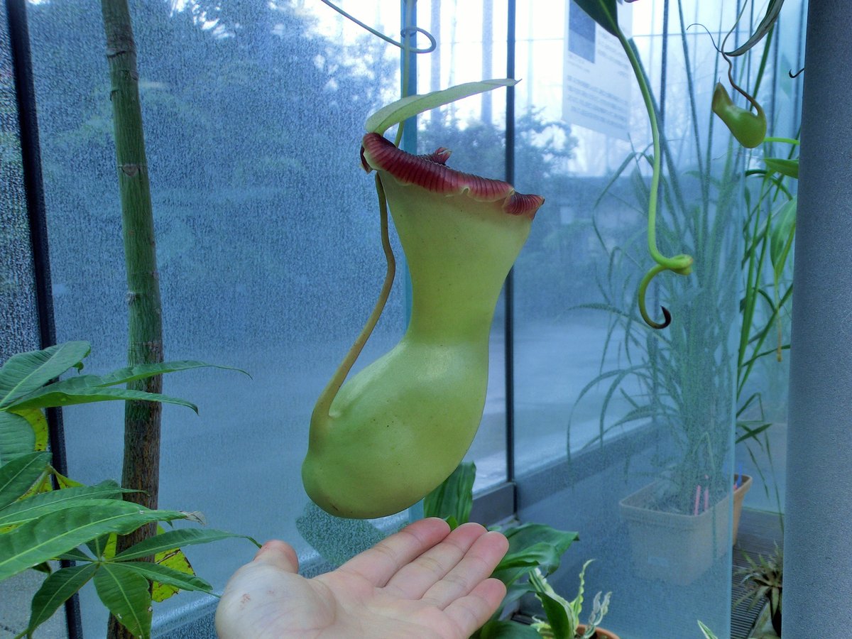 新宿御苑 自然情報 フィリピンのルソン島に自生する食虫植物 Nepenthes Ventricosa ワシントン条約で国外持出が禁止された貴重なネペンテスの原種です 和名はイビツウツボカズラ 瓢箪のようにウエストがきゅっとくびれた捕虫袋が特徴です 花言葉は 甘い