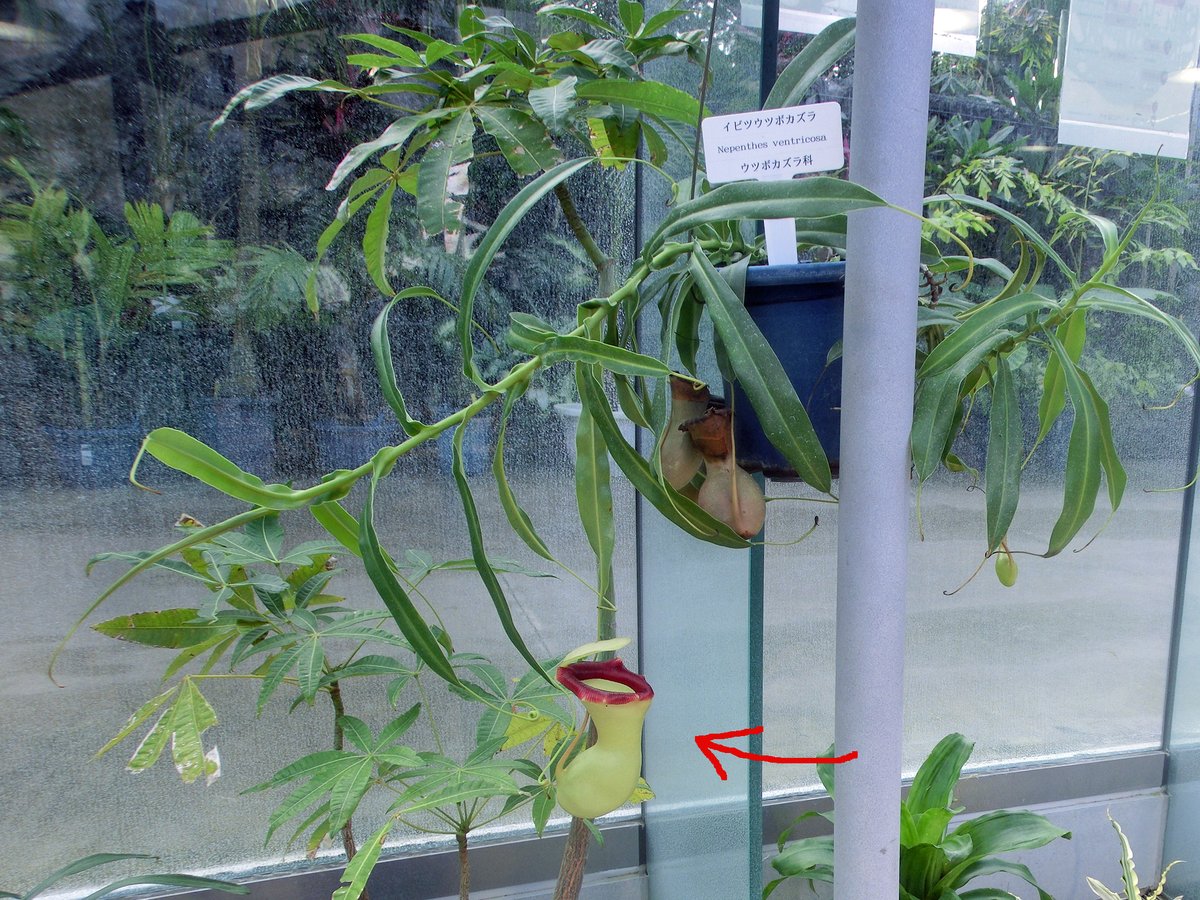 新宿御苑 自然情報 フィリピンのルソン島に自生する食虫植物 Nepenthes Ventricosa ワシントン条約で国外持出が禁止された貴重なネペンテスの原種です 和名はイビツウツボカズラ 瓢箪のようにウエストがきゅっとくびれた捕虫袋が特徴です 花言葉は 甘い