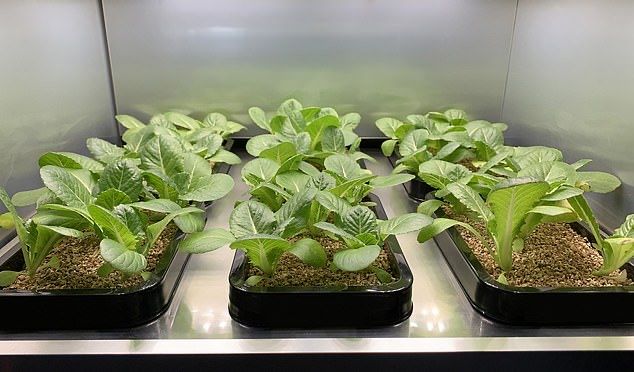 EvanKirstel's tweet photo. 🌿 LG turns the kitchen into a farm with new climate controlled fridge
 https://t.co/XzWYKYHJjL @LGUS #CES2020 https://t.co/fvv1d9UJVV