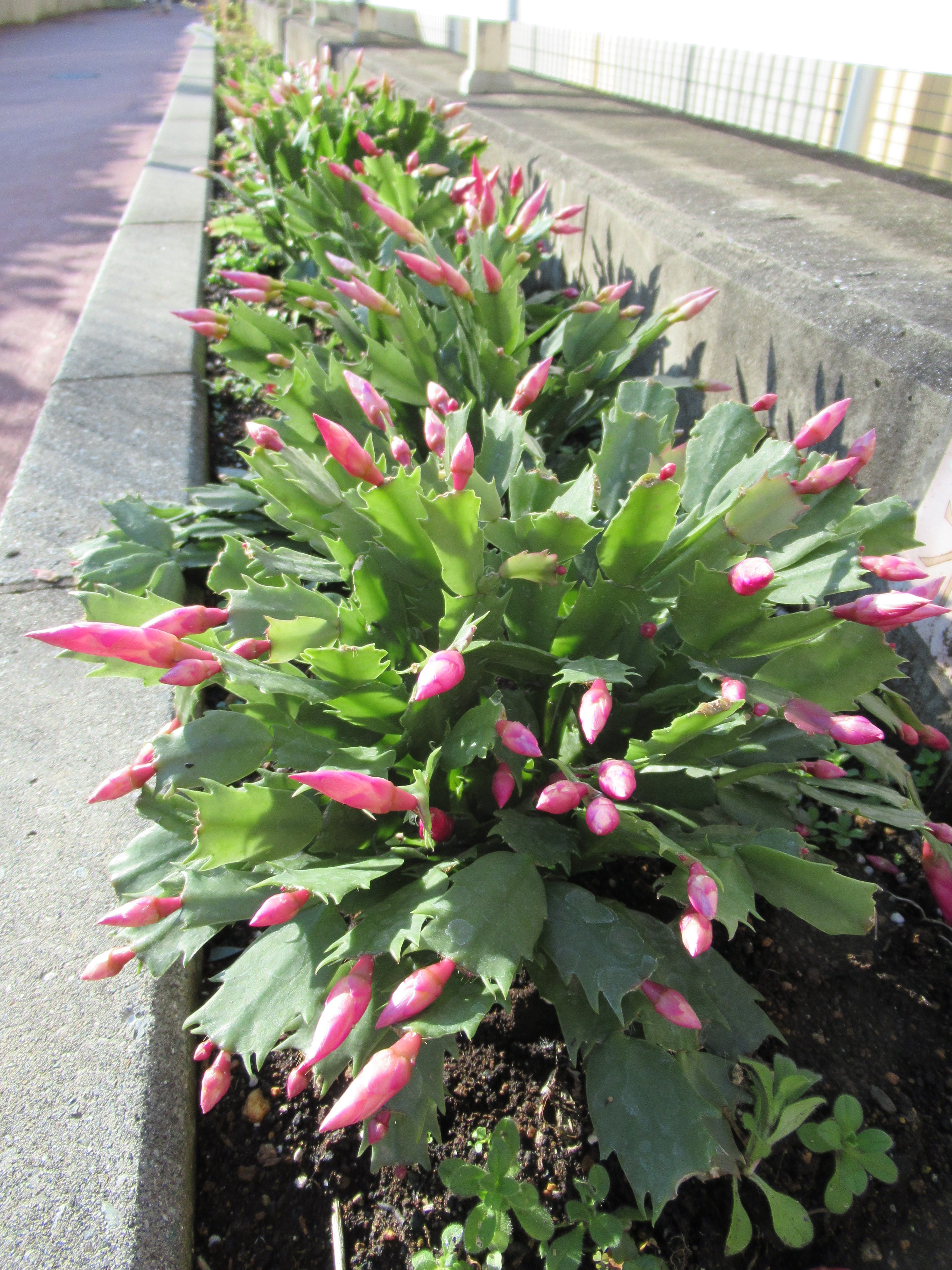 ここ からステップアップ あんだんて Di Twitter ここ からステップアップ 園芸部 １階の花壇に植えている カニサボテン カニバサボテン です 特徴は葉がカニのハサミのような形で １２月 ３月寒い時期に鮮やかな花が咲きます ｖ まだ花は咲い