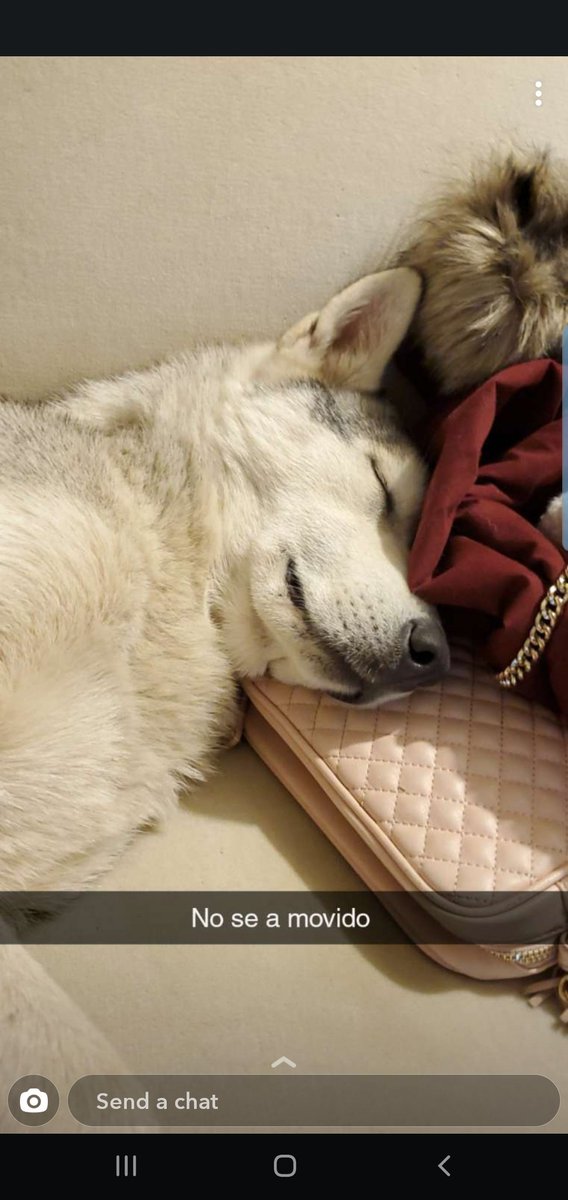 soniagflo's tweet photo. #huskydog #dogs Ella tan relajada. https://t.co/rOAPtrSkQb