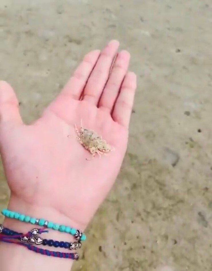 손에서 눈을 뗄수없는 짤 주인공 손이에요 아시조