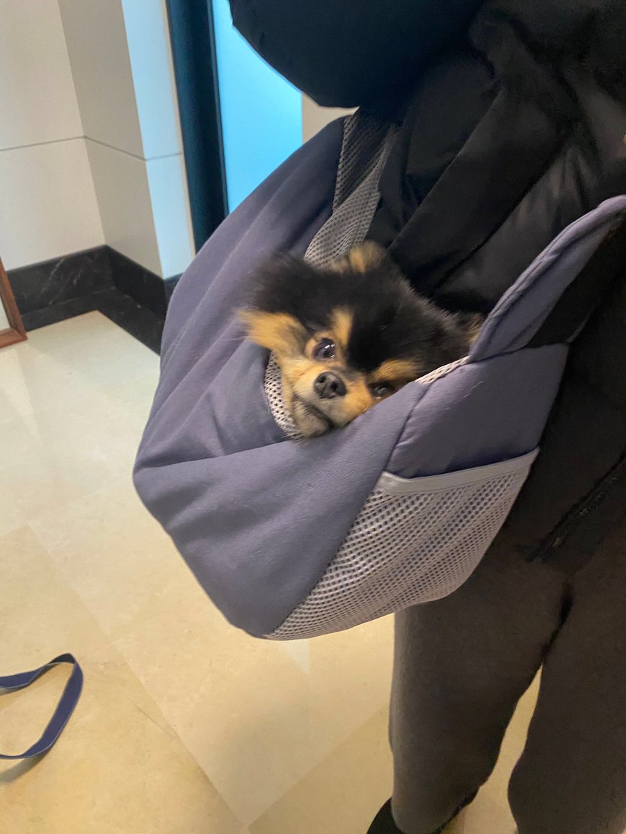 KTH_Facts's tweet photo. Tannie is trending WW at no. 8 after #Taehyung's post on Weverse captioned: "Tan-ah, shall we go?"

 Tannie has world wrapped around his little paw literally.

#BTSV  #V @BTS_twt https://t.co/zuBBBeq8Nn