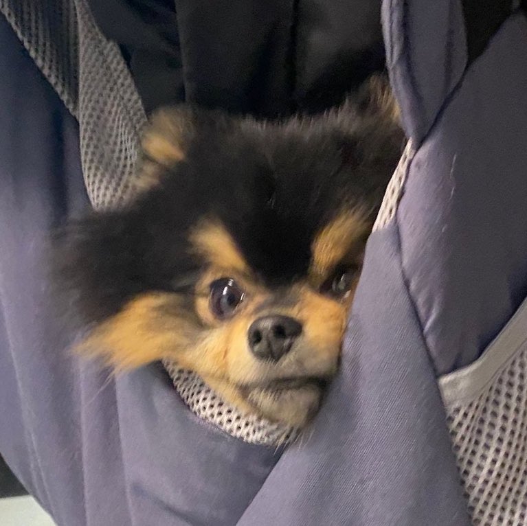 KTH_Facts's tweet photo. Tannie is trending WW at no. 8 after #Taehyung's post on Weverse captioned: "Tan-ah, shall we go?"

 Tannie has world wrapped around his little paw literally.

#BTSV  #V @BTS_twt https://t.co/zuBBBeq8Nn