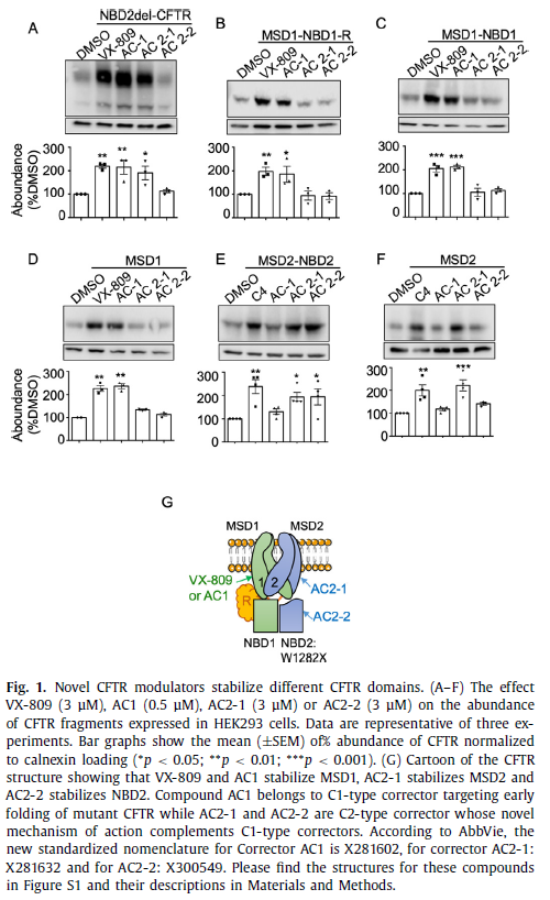 #openaccess publication in #JournalCF on how rescue of #cysticfibrosis W1282X-CFTR requires inhibition of nonsense mediated decay alongside corrector and potentiator therapy. ow.ly/PNNG50xObUz