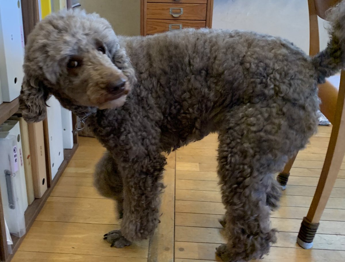 フランソワ王国