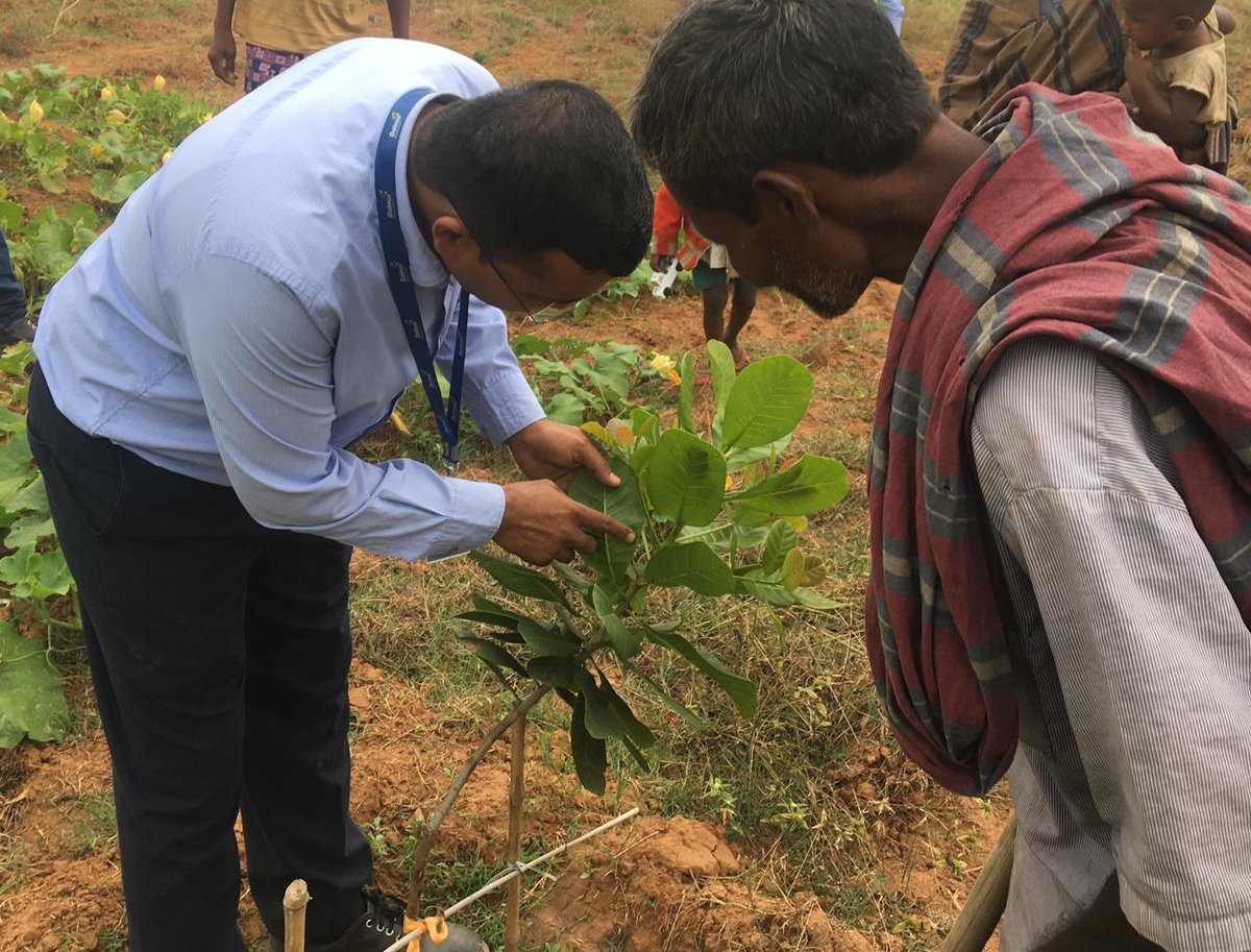 Dalmia_DBF's tweet photo. Employee Volunteering ! Our Horticulturist voluntarily visits our CSR project areas & interacts with farmers on improved farming practises. #Disbudding #watering #growthregulators @iVolunteerIndia @krushibibhag @PMOIndia @WBG_Agriculture @AgriGoI #Roshini https://t.co/YvG4wxm8oy
