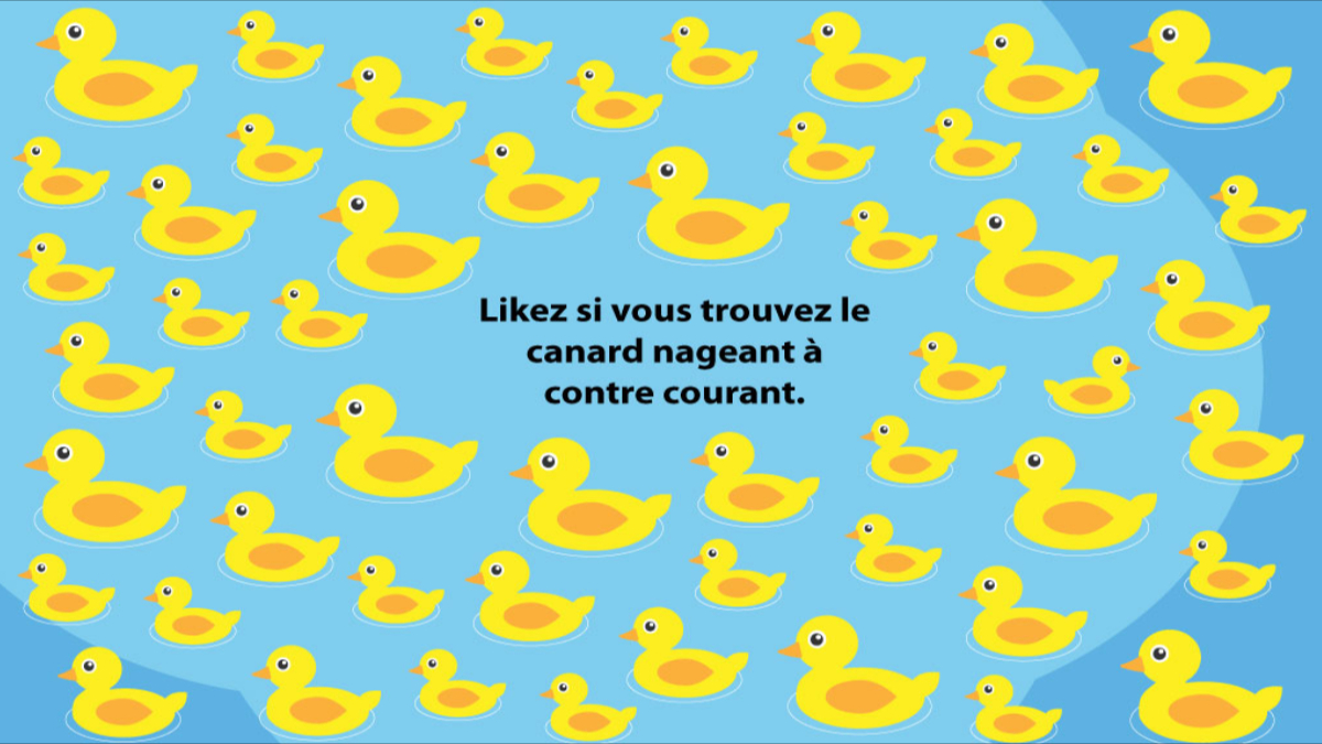 StambiaFR's tweet photo. En 2020, adoptez le vilain petit canard de la #data 🐣
Likez si vous avez trouvé le canard nageant à contre courant ! 🐤
Et découvrez son histoire https://t.co/KqD1k5b3zR https://t.co/SFAMBCNsAD