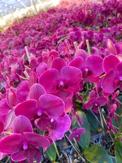 barendsenexport's tweet photo. Goood morning! Every week this #Gorgeous #phalaenopsis From grower #Pulcher ! #colors #quality https://t.co/0XWzMq6Xlw