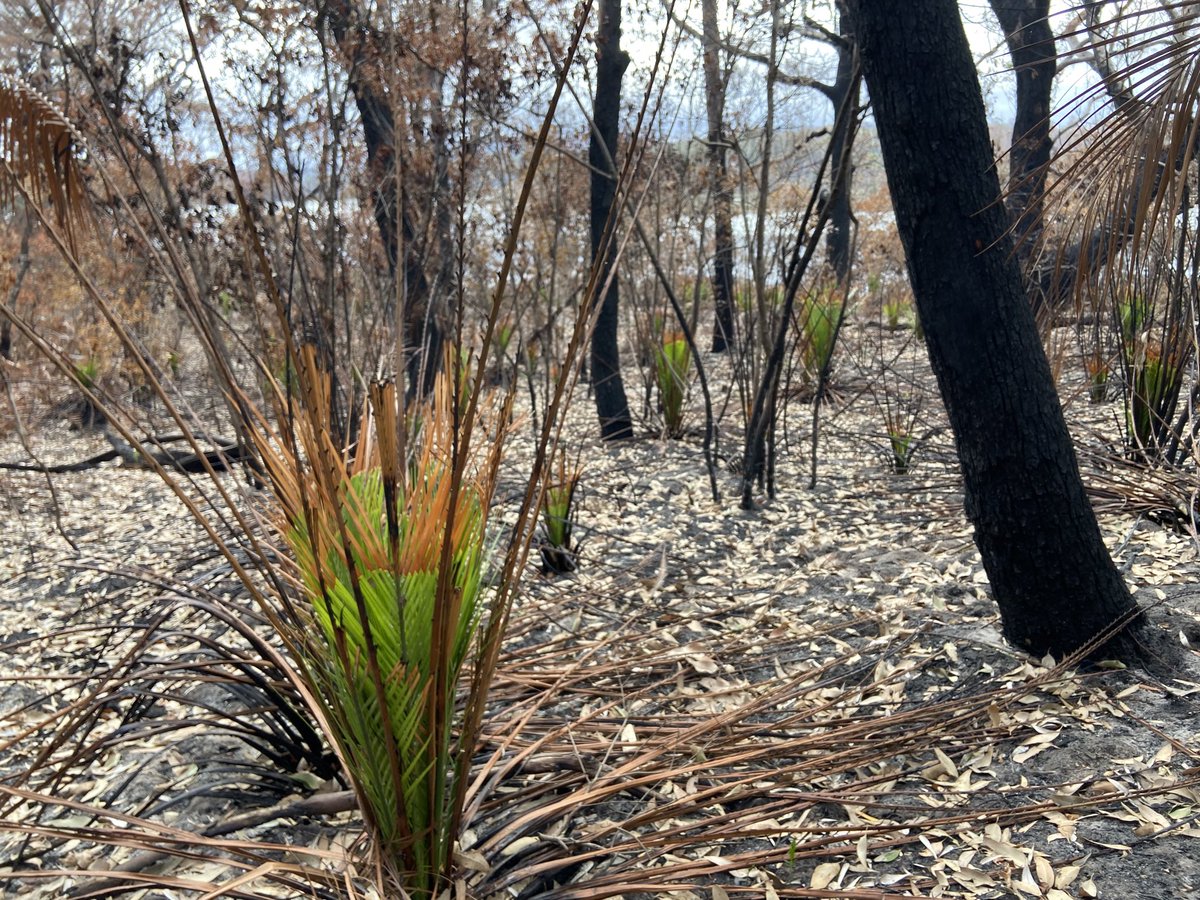 barriecassidy's tweet photo. First signs of life after the Bawley Point dec 5 bushfire. https://t.co/NJTVHx2iBP