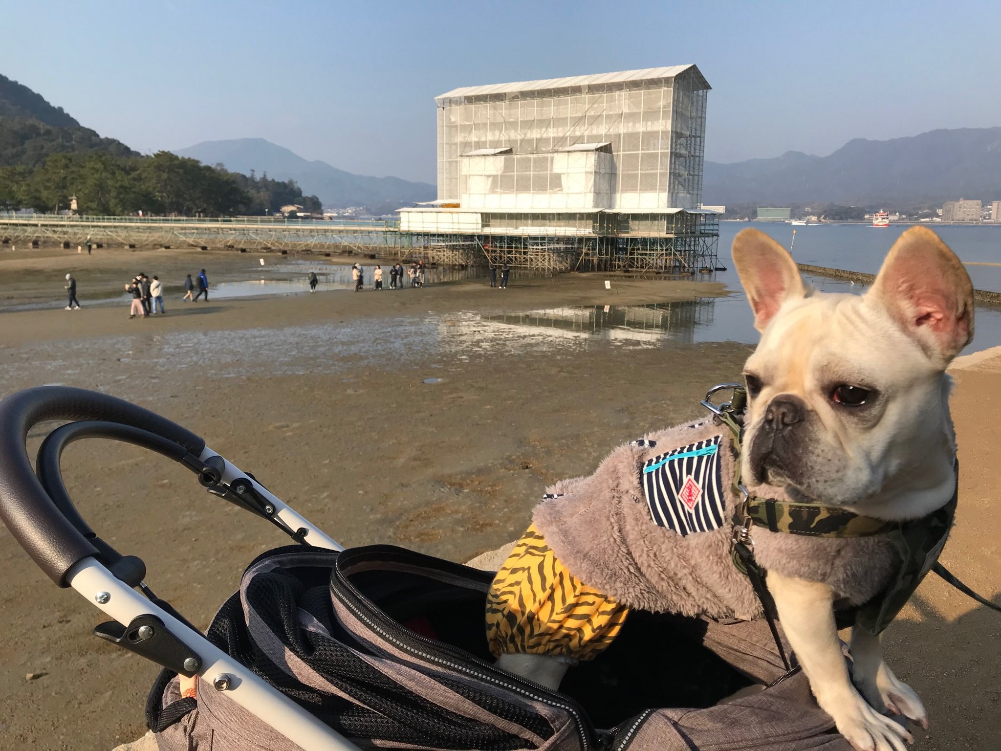 フレンチブルドッグの小梅ちゃん A Twitter 宮島の大鳥居が改修工事中だったのも記念です フレンチブルドッグ小梅 ゆとりの国のお姫様 あざとい系わんこ 暴君小梅ちゃん 厳島神社 大鳥居改修中