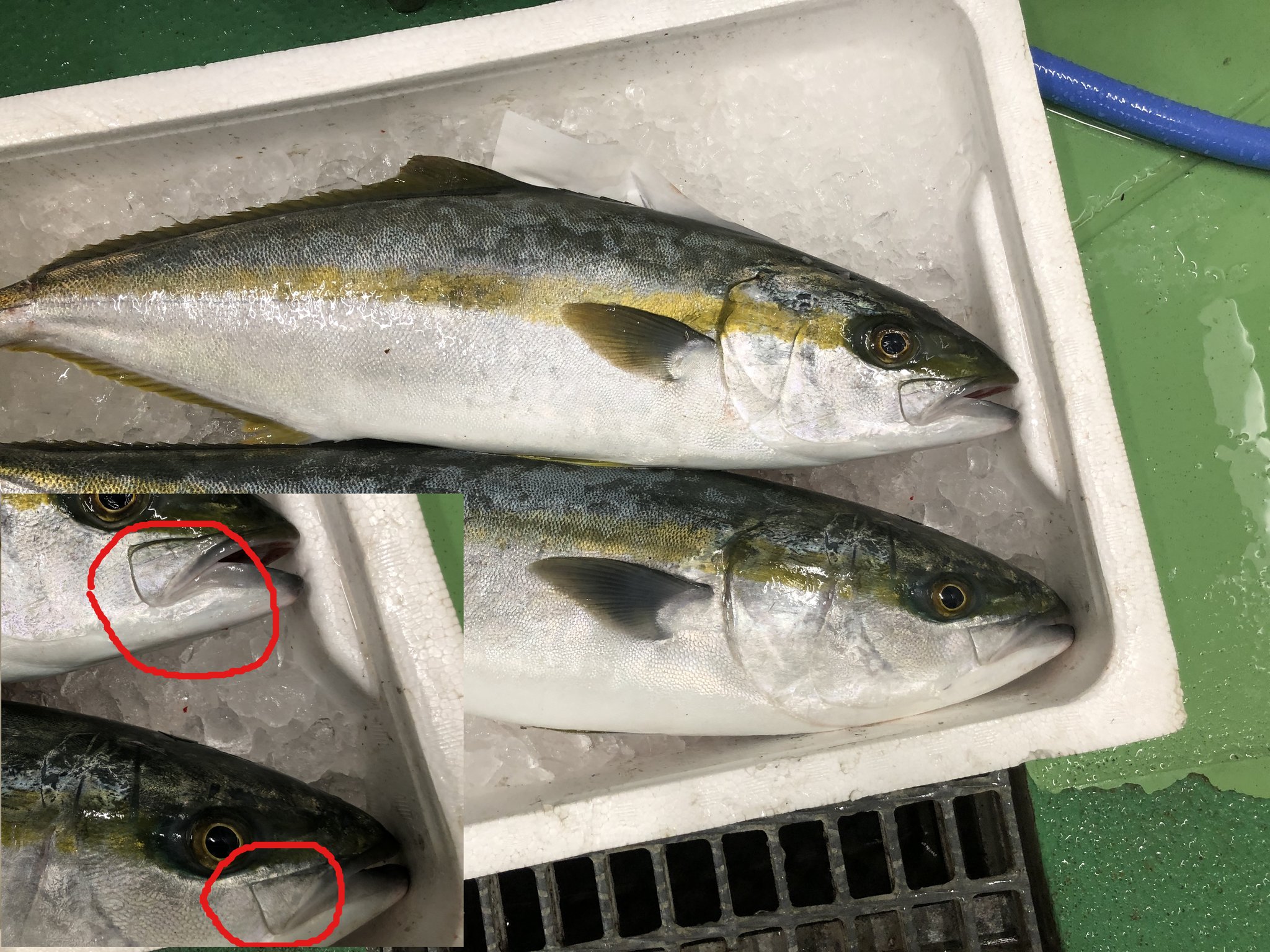 ふうりん ブログとミニマムとエッセイ ブリとヒラスの違いは よくわからないと思います 良いサンプルがありましたので 上がヒラスで 下がブリです 見分け方の代表的なのが 口の部分です 丸みがあるのが ヒラス で 尖っているのが ブリ