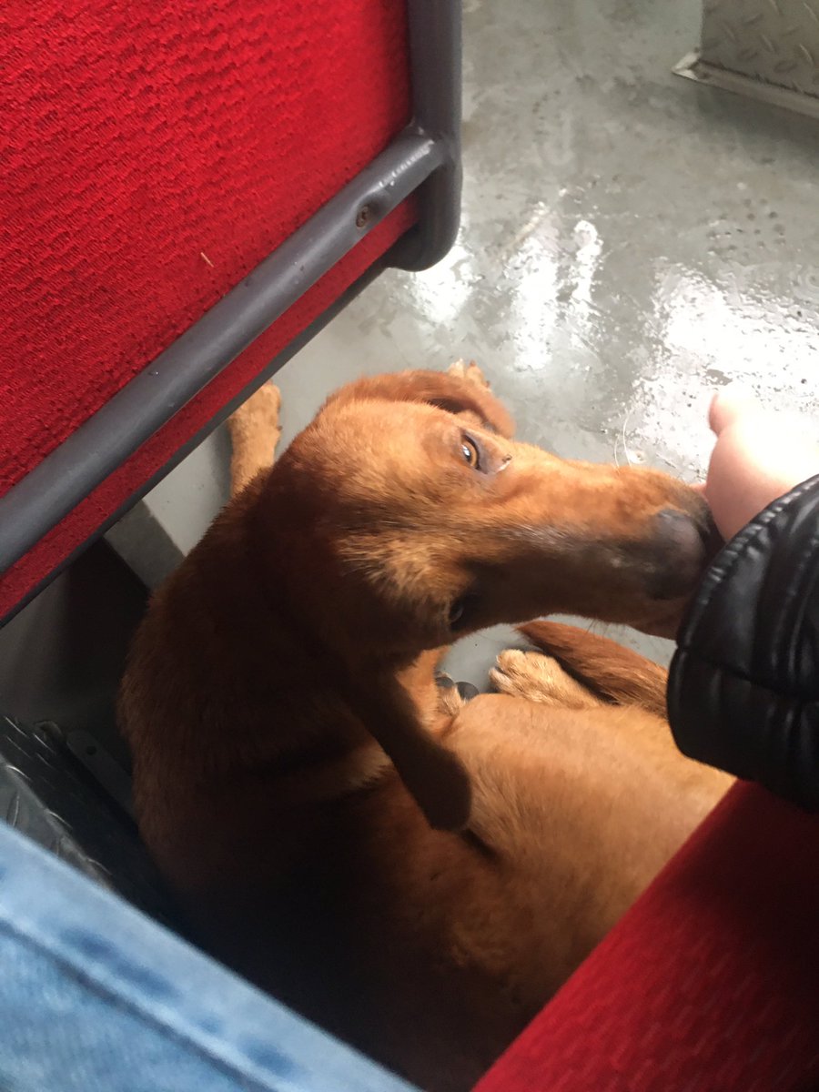 Yağmurdan kaçan köpüş ile birlikte okula yolculuk mu ? Artvin ilk defa seni sevmeye başladım ❣️