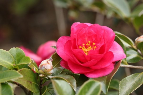 新宿二丁目 かなさ En Twitter Rt 0717maconchi 本日1 9 木 の誕生花は カンツバキ 寒椿 花言葉 は 紅一点 ラジオ深夜便より 椿との違いは 花臭 の有無 椿はほぼ無臭ですが寒椿は ウフフ お誕生日の方おめでとうございます まこんち開店 新宿二丁目 かなさ En Twitter Rt 0717maconchi 本日1 9 木 の誕生花は カンツバキ 寒椿 花言葉 は 紅一点 ラジオ深夜便より 椿との違いは 花臭 の有無 椿はほぼ無臭ですが寒椿は ウフフ お誕生日の方おめでとうございます まこんち開店