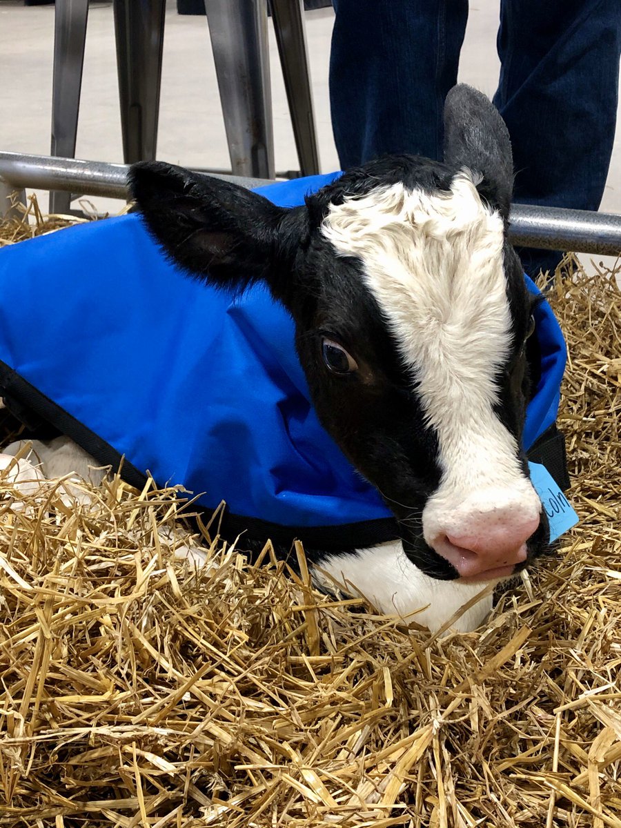 The Calving Corner tweet media