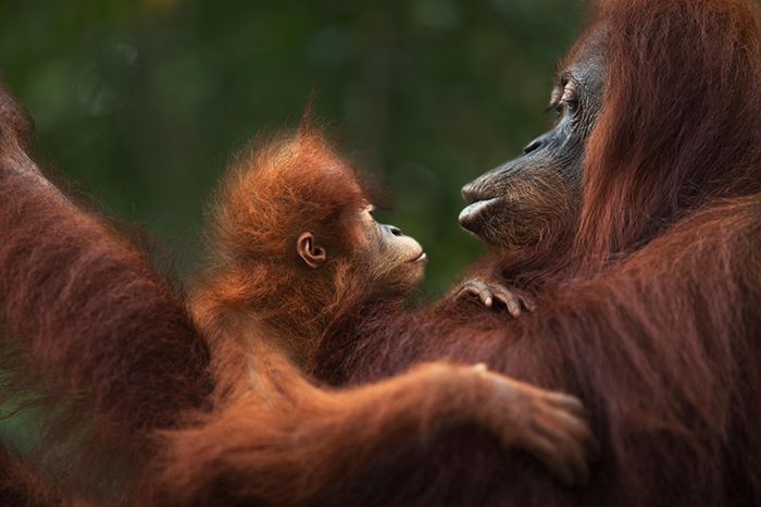 Orangutans have complex communication systems Picture Credit: Minden/Alamy