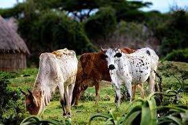SAIRLAfrica's tweet photo. @SAIRLAfrica has been facilitating successful efforts to bring #SAI and private sector perspectives into the drafting process for the Government of Ethiopia’s Livestock Feed Strategy. Here's how https://t.co/2Rjzx2efE5 @ILRI @eiarofficial https://t.co/M0H9aJZ2qh