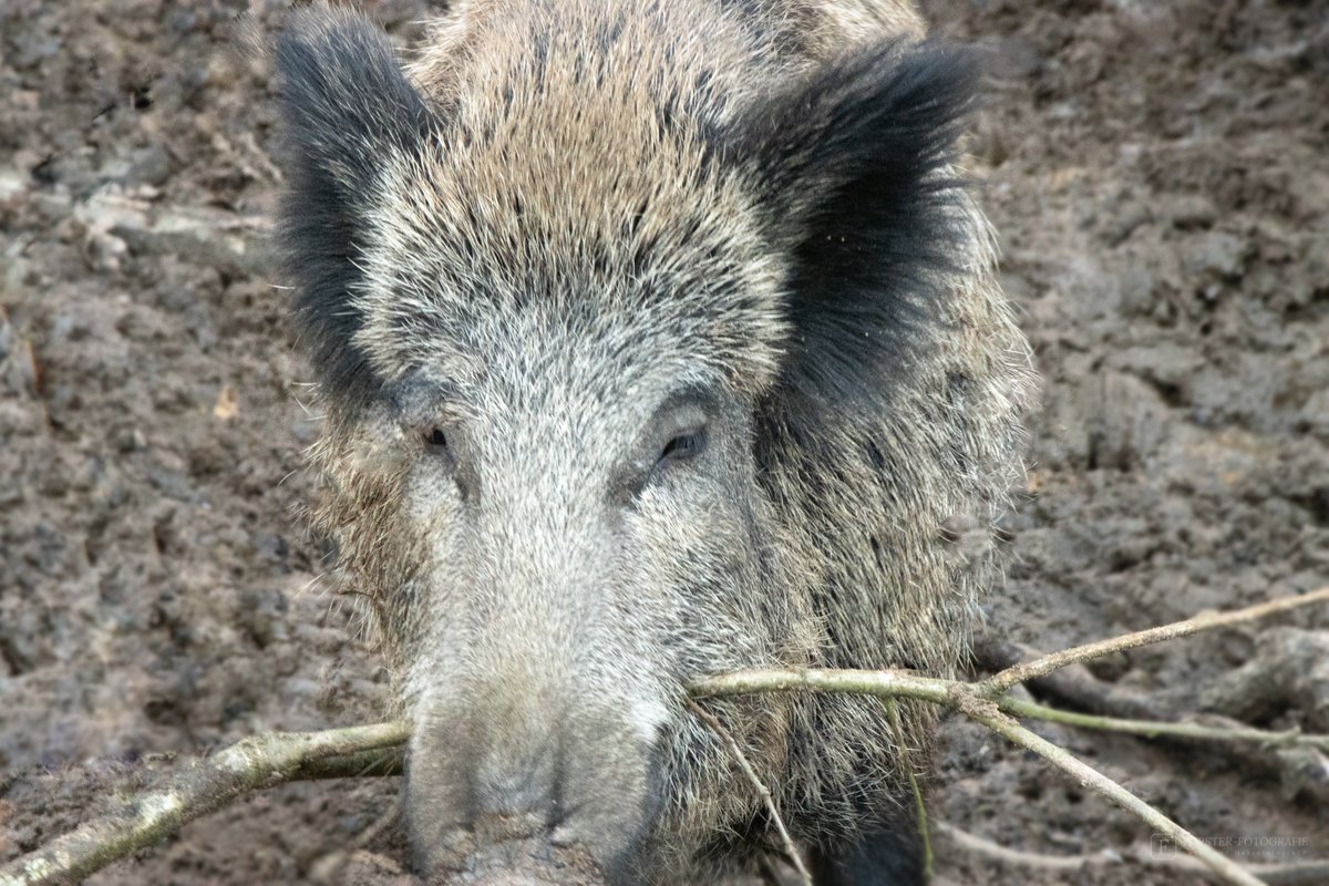 Forster_Steffi's tweet photo. Auge um Auge, Zahn um Zahn...Das ist mein Stock...

#nature #NaturePhotography #wild #wildlifephotography #Wildschwein #Wildsau #canon #canonphotography #canon90d #Photoshop #Lightroom https://t.co/cwXv3Bo08L