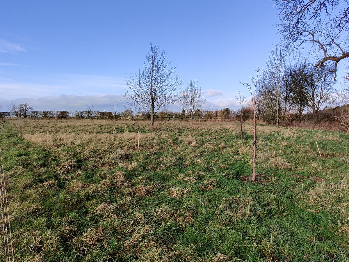 Transplanted around 20 saplings from elsewhere on our land to this spare patch in our field. Hoping that this will become a small copse to provide habitat for wildlife and materials for future projects. Mix of Ash, Sycamore, Horse Chestnut, Sweet Chestnut and Lime.