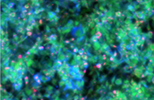 MiROM micrograph of living adipocytes (1mm x 1mm): lipids (red), proteins (green), and carbohydrates (blue). 📸 Miguel Pleitez