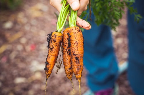 azfb's tweet image. Getting to the Root of the Root Vegetables: ow.ly/jQlP30q7P44 
#RootVeggies #AZFB #FarmerFrank @crookedskyfarms