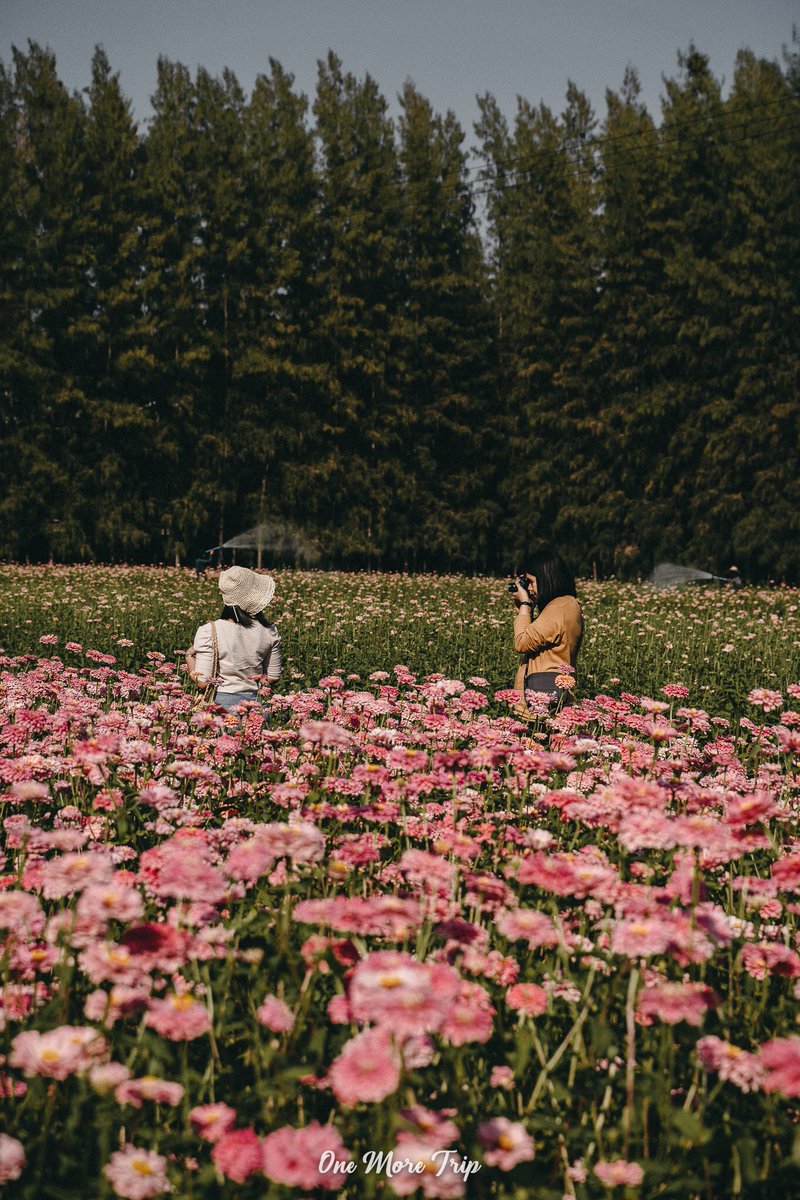 gooddaydiary's tweet photo. Flower Garden - สวนดอกไม้ปทุมธานี 🌸🌸
ปทุมธานีมีสวนดอกไม้สวยๆแล้วนะ แถมเข้าชมฟรีให้สามารถเข้าไปถ่ายรูปสวยๆได้อีกด้วยอีกด้วย

เป็นสวนดอกเบญจมาศที่มีสีชมพูสวยงาม อยู่ในบริเวณ วัดพระธรรมกาย ใกล้ๆกรุงเทพแค่นี้เอง เหมาะแก่การออกมาถ่ายรูปเล่นเล็กๆน้อยๆกับแปลงดอกไม้ใกล้กรุงเทพ 🌸🌸 https://t.co/M391EgqEwA