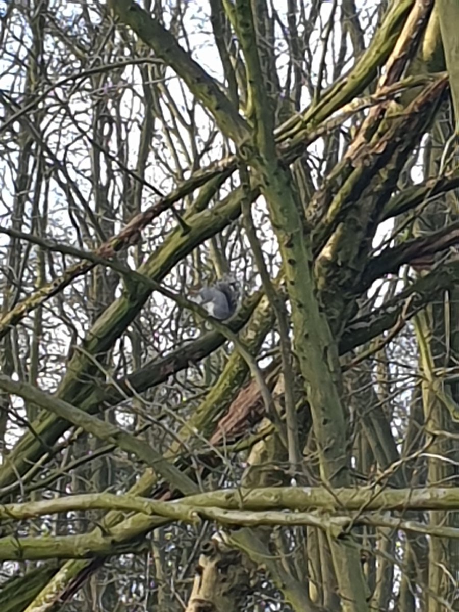 ASB PATROLS in Birchanger woods last night and again this morning.