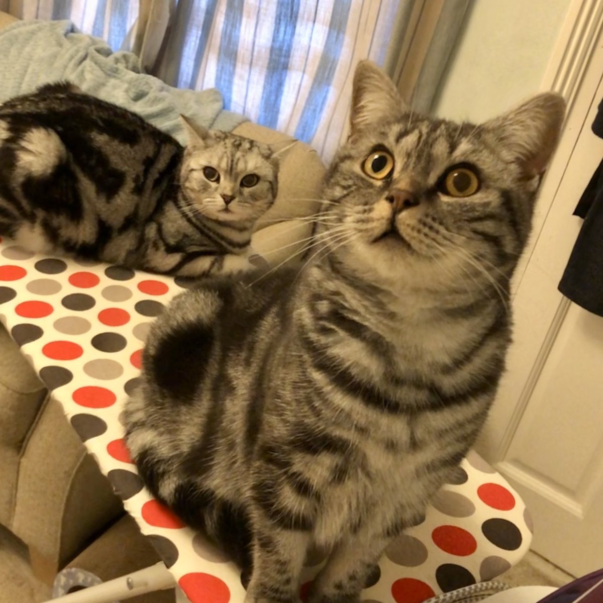 I’ve got this Star. We are not really sure what you mean by ironing but could you do it somewhere else please #ThursdayMotivation #thursdaymorning #CatsOfTwitter