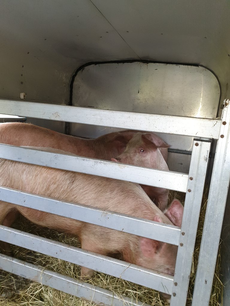 Road trip! 🐷🐷🐷🐷

Four of our unrestricted #53Pigs piglets are leaving BTW today to start the rest of their lives at Footprints Animal Sanctuary.

They'll luckily never know how close they came to having life brutally  taken from them. 

#nokill #Vegan #compassion