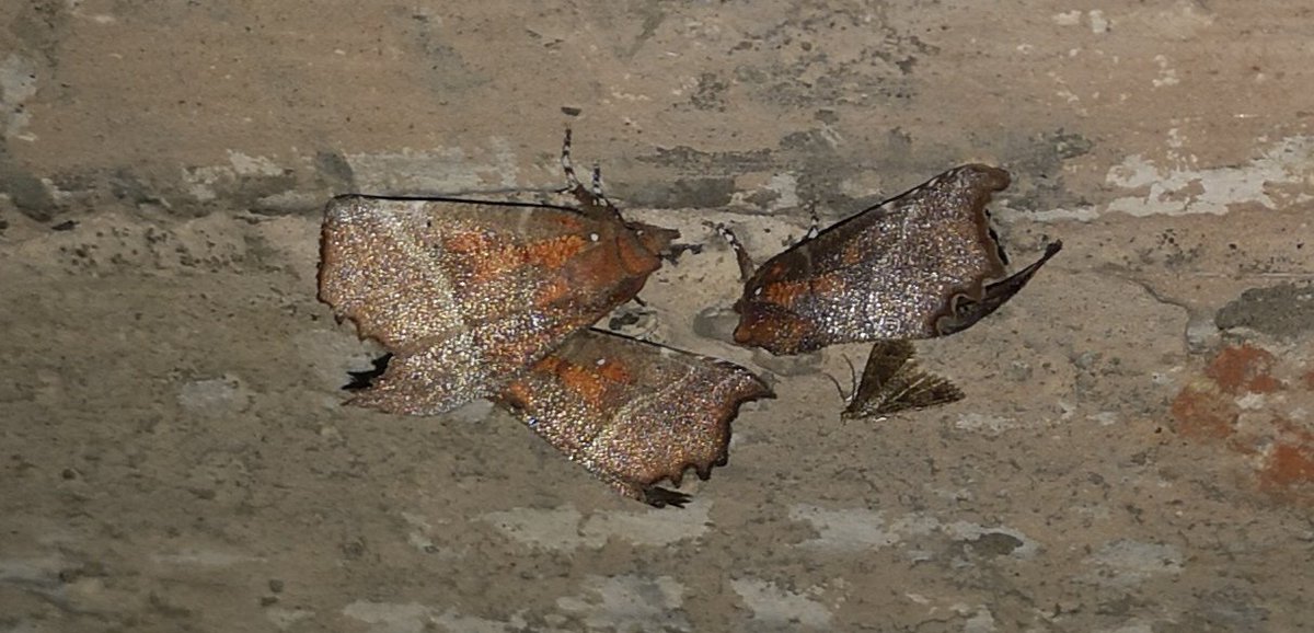 Chris Wilkinson tweet media