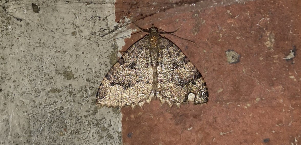 Chris Wilkinson tweet media