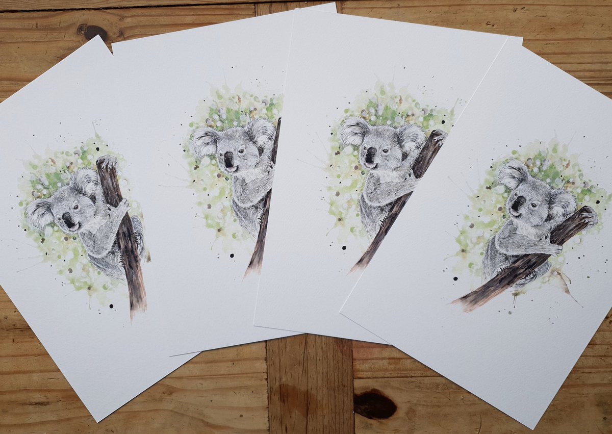 Prints now available of ‘Ozzy’ the koala who is doing a great job raising money for <a href="/wildwarriors/">Wildlife Warriors</a>. All profit from the sale of these prints will be going to @WIRES_NSW . £12 incl Uk postage (international will be extra) Go to the link for more details:
facebook.com/20180014748803…