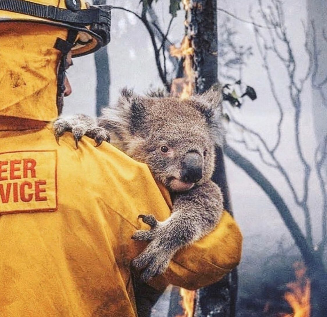 So heartbreaking what’s going on in Australia. 
If you can donate, please do...
❤️❤️❤️
gofundme.com/f/Kangaloolawi…