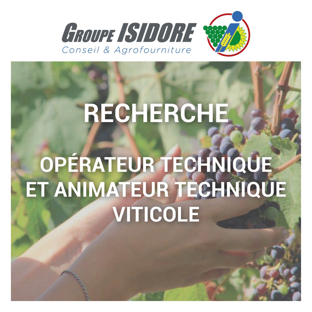 GroupeIsidore's tweet image. [#Emploi]📋

Le #GroupeIsidore recherche 2 Opérateurs Techniques Viticole et 1 Animateur Technique Viticole.

Postes basés en Charente-Maritime et en Gironde.

Plus d&apos;informations sur ces postes➡️bit.ly/39RzJgl