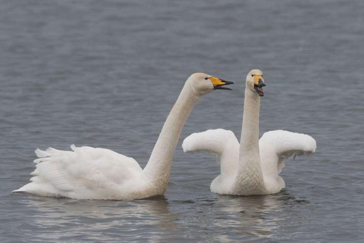 Whooper Swans by Alec Taylor / WWT